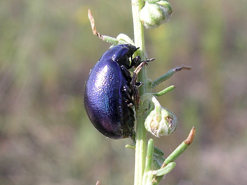 Coleottero da determinare 2: Chrysolina olivieri veneta ??